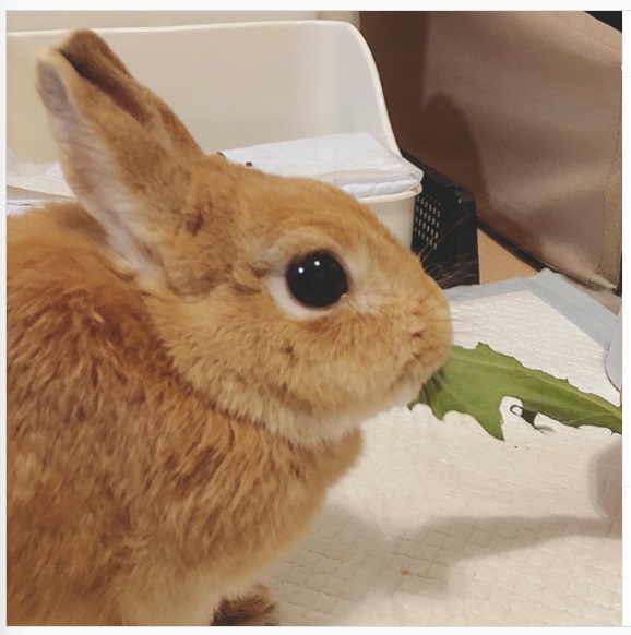 うさぎ畑,ユーザーフォト,Instagram