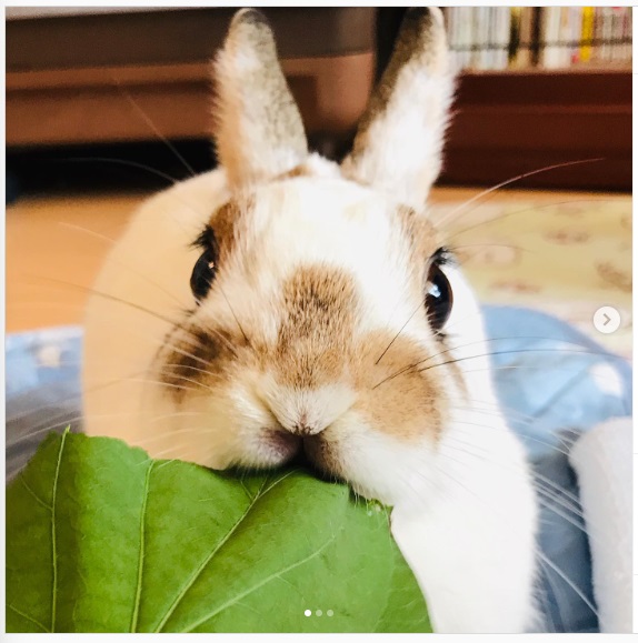 うさぎ畑,ユーザーフォト,Instagram