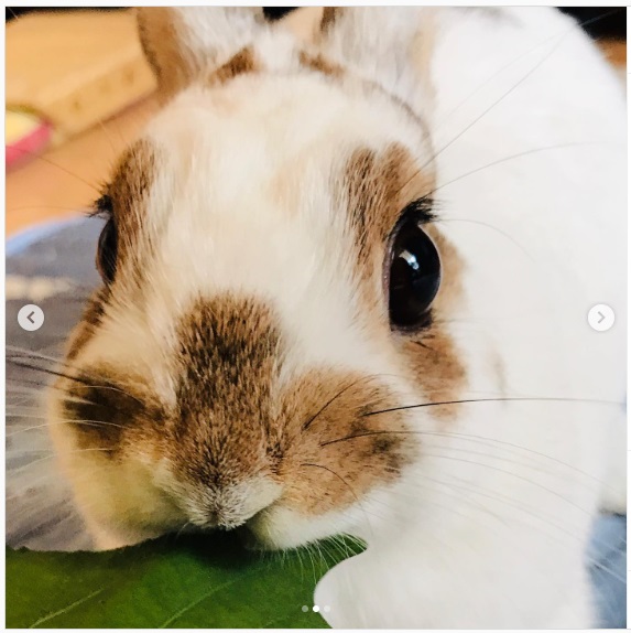 うさぎ畑,ユーザーフォト,Instagram