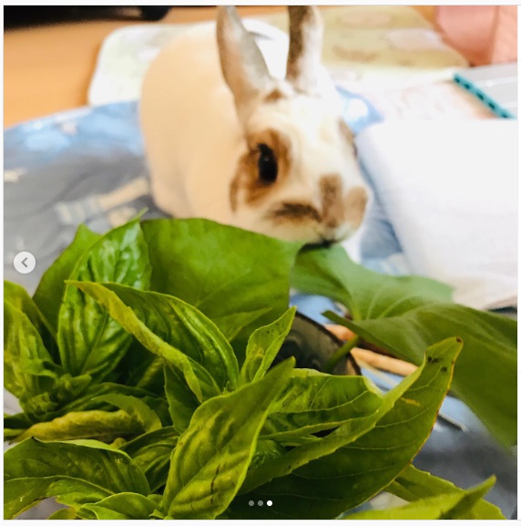 うさぎ畑,ユーザーフォト,Instagram