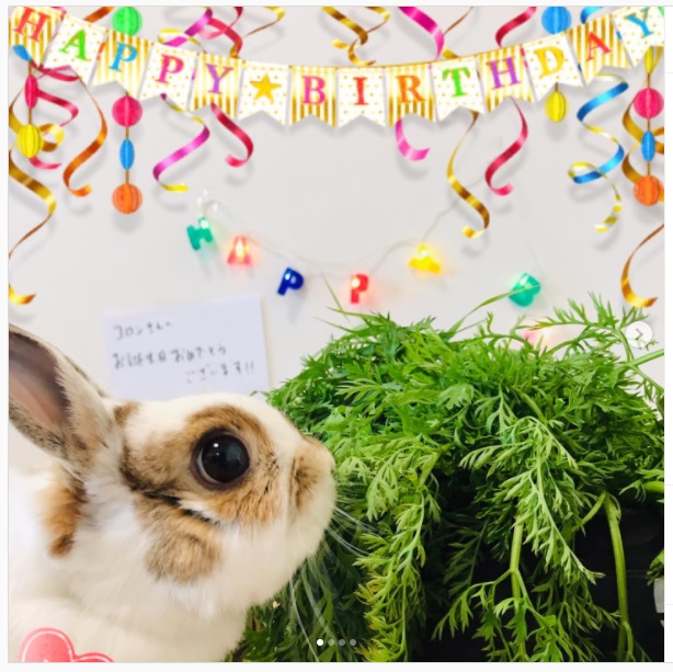 うさぎ畑,ユーザーフォト,Instagram