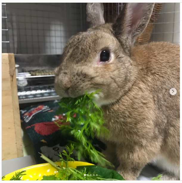 うさぎ畑,ユーザーフォト,Instagram
