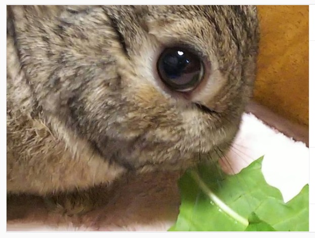 うさぎ畑,ユーザーフォト