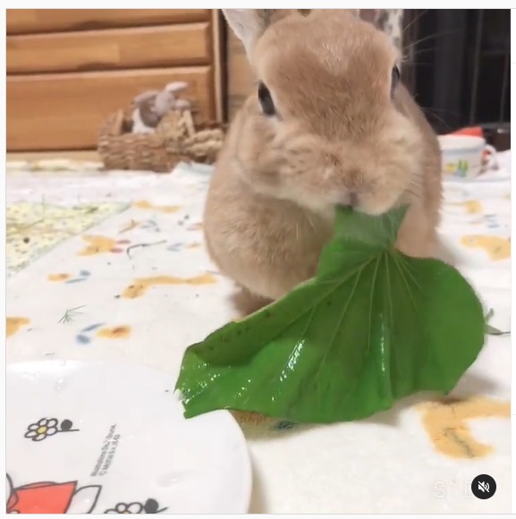 うさぎ畑,ユーザーフォト,Instagram