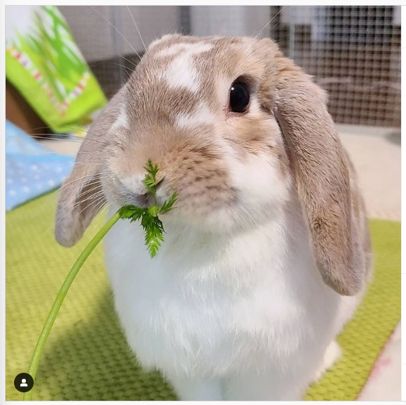 うさぎ畑,ユーザーフォト,Instagram