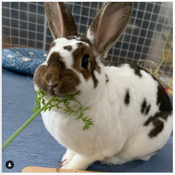 うさぎ畑,ユーザーフォト,Instagram