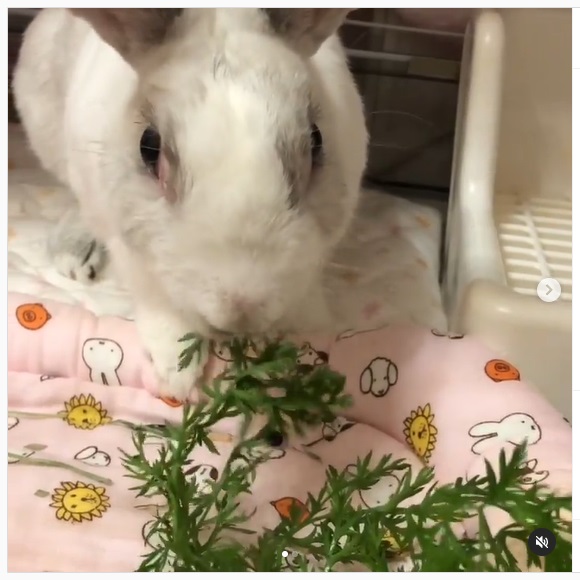 うさぎ畑,ユーザーフォト,Instagram