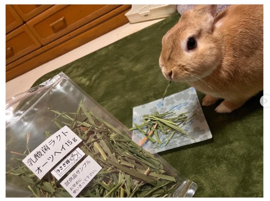 うさぎ畑,ユーザーフォト,Instagram