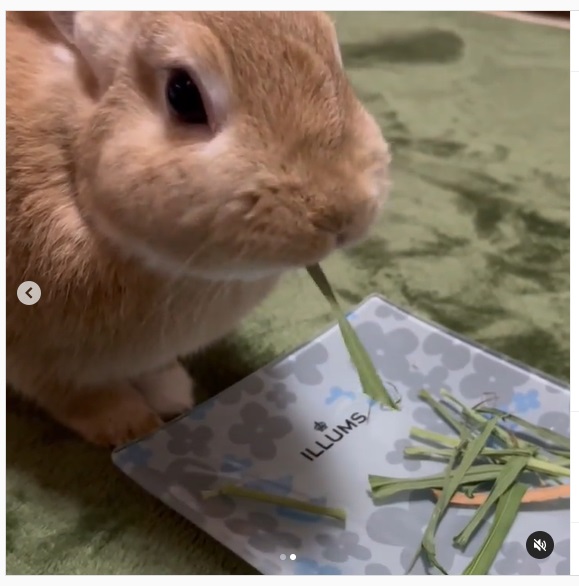 うさぎ畑,ユーザーフォト,Instagram
