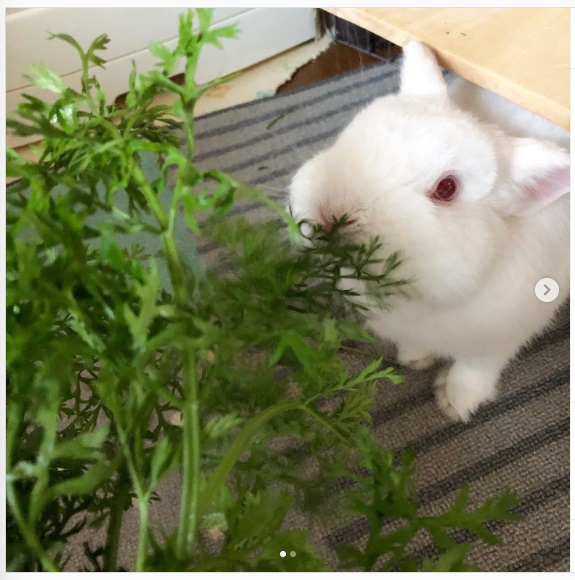 うさぎ畑,ユーザーフォト,Instagram