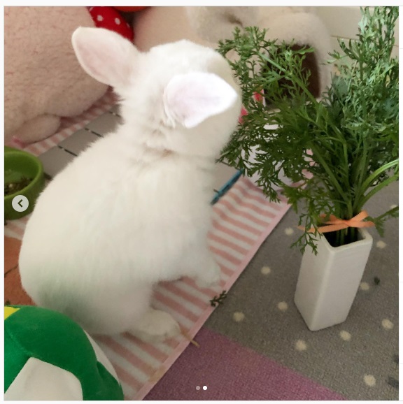 うさぎ畑,ユーザーフォト,Instagram