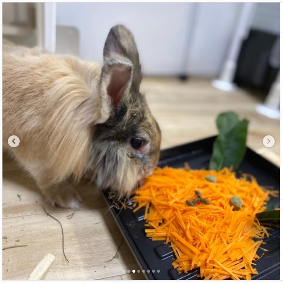 うさぎ畑,ユーザーフォト,Instagram