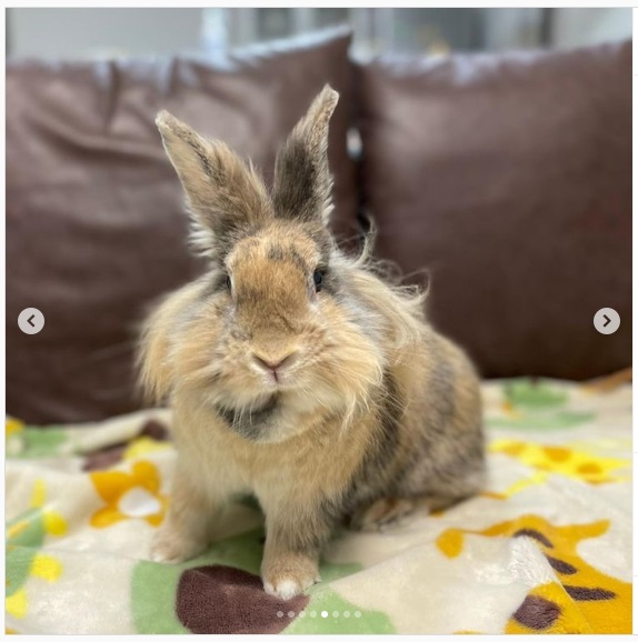 うさぎ畑,ユーザーフォト,Instagram