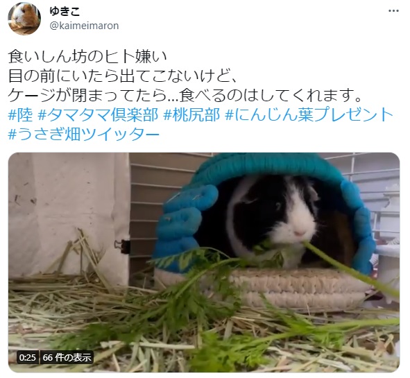 うさぎ畑,ユーザーフォト,Twitter