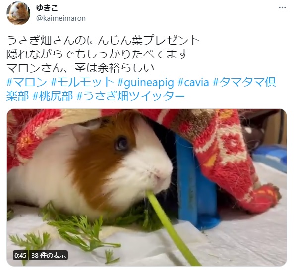 うさぎ畑,ユーザーフォト,Twitter