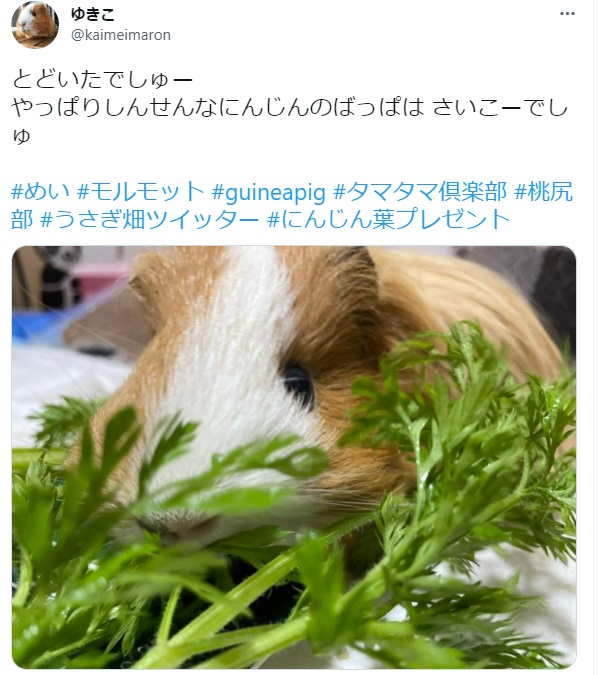 うさぎ畑,ユーザーフォト,Twitter