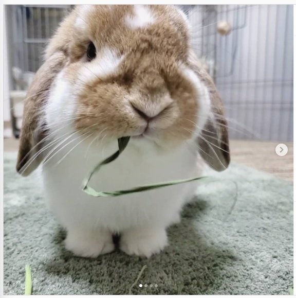 うさぎ畑,ユーザーフォト,Instagram