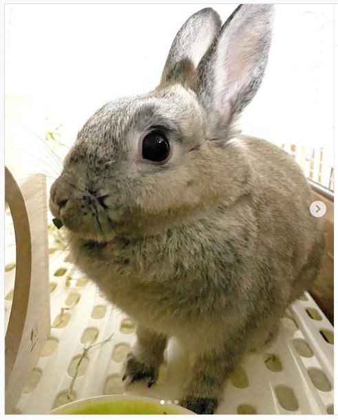 うさぎ畑,ユーザーフォト,Instagram