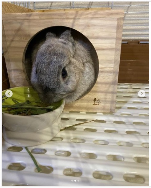 うさぎ畑,ユーザーフォト,Instagram