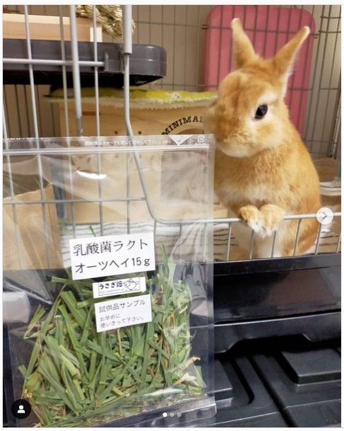 うさぎ畑,ユーザーフォト,Instagram