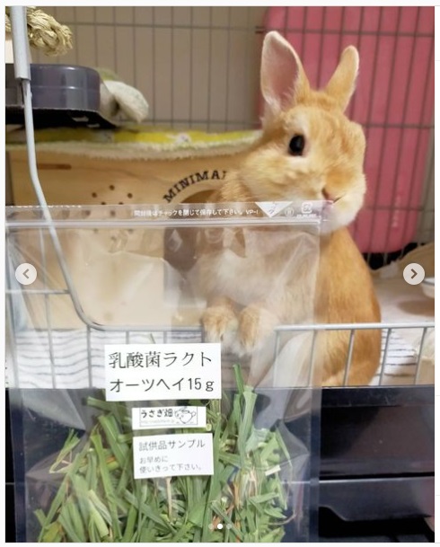 うさぎ畑,ユーザーフォト,Instagram
