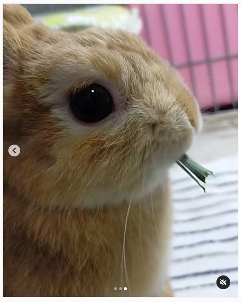 うさぎ畑,ユーザーフォト,Instagram