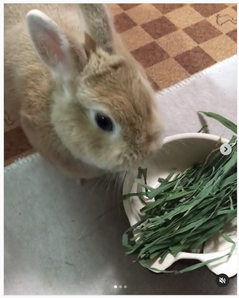 うさぎ畑,ユーザーフォト,Instagram