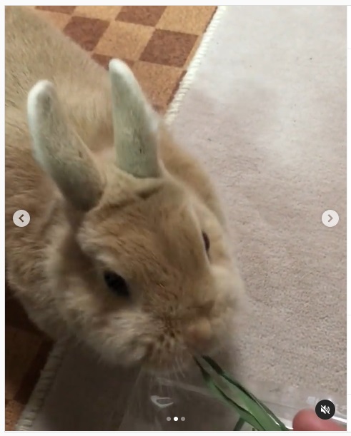 うさぎ畑,ユーザーフォト,Instagram