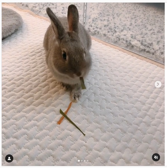 うさぎ畑,ユーザーフォト,Instagram