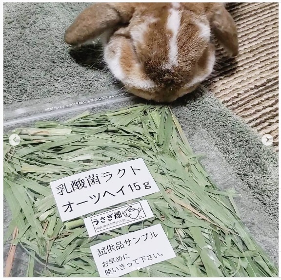 うさぎ畑,ユーザーフォト,Instagram