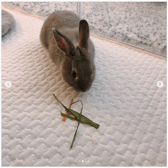 うさぎ畑,ユーザーフォト,Instagram
