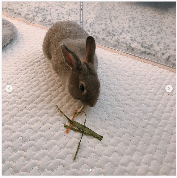 うさぎ畑,ユーザーフォト,Instagram