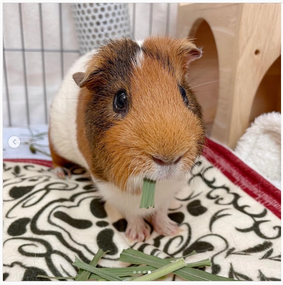 うさぎ畑,ユーザーフォト,Instagram