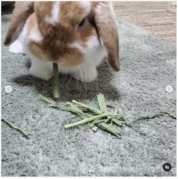 うさぎ畑,ユーザーフォト,Instagram