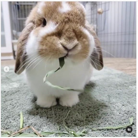 うさぎ畑,ユーザーフォト,Instagram