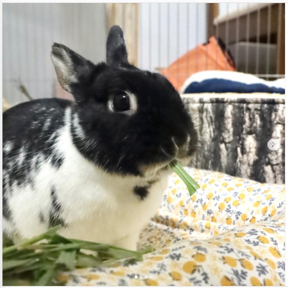 うさぎ畑,ユーザーフォト,Instagram