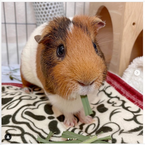 うさぎ畑,ユーザーフォト,Instagram