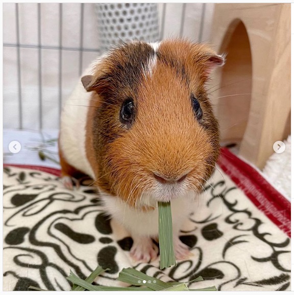 うさぎ畑,ユーザーフォト,Instagram