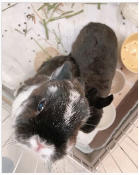 うさぎ畑,ユーザーフォト,Instagram