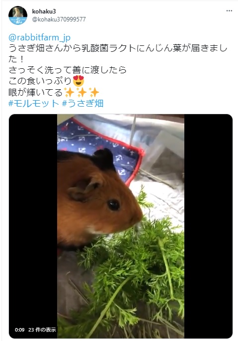 うさぎ畑,ユーザーフォト,Twitter