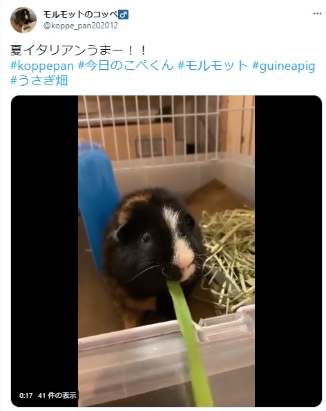 うさぎ畑,ユーザーフォト,Twitter