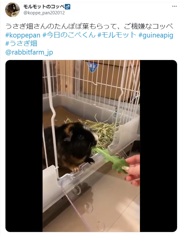 うさぎ畑,ユーザーフォト,Twitter