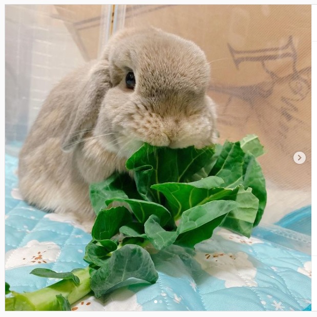 うさぎ畑,ユーザーフォト