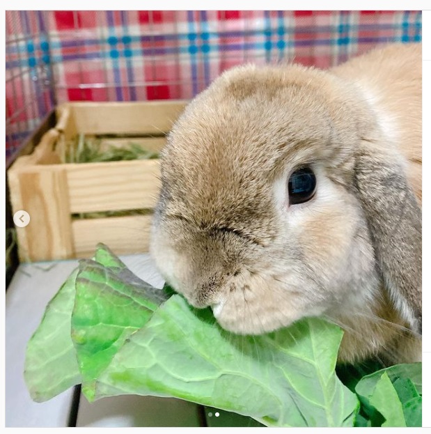 うさぎ畑,ユーザーフォト