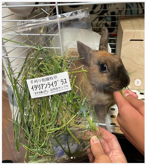 うさぎ畑,ユーザーフォト,Instagram