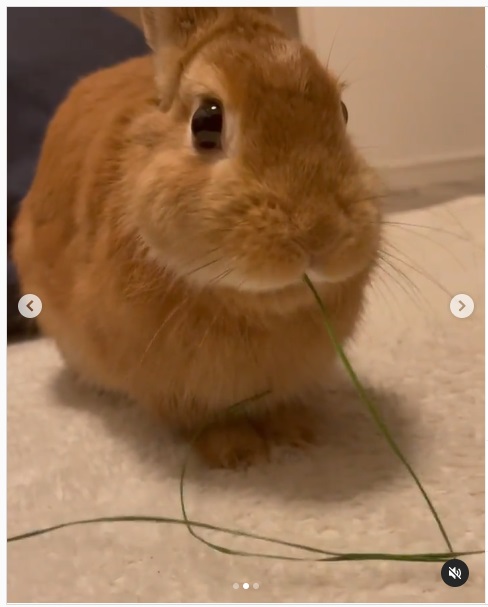 うさぎ畑,ユーザーフォト,Instagram