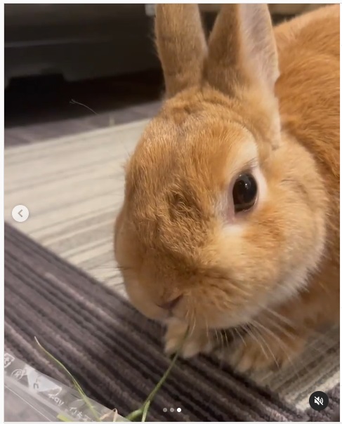 うさぎ畑,ユーザーフォト,Instagram