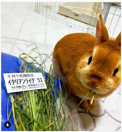 うさぎ畑,ユーザーフォト,Instagram