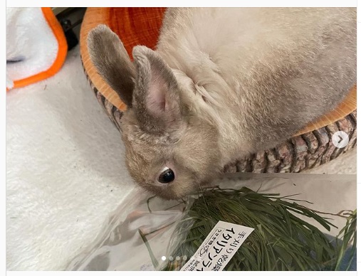 うさぎ畑,ユーザーフォト,Instagram