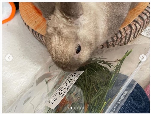 うさぎ畑,ユーザーフォト,Instagram